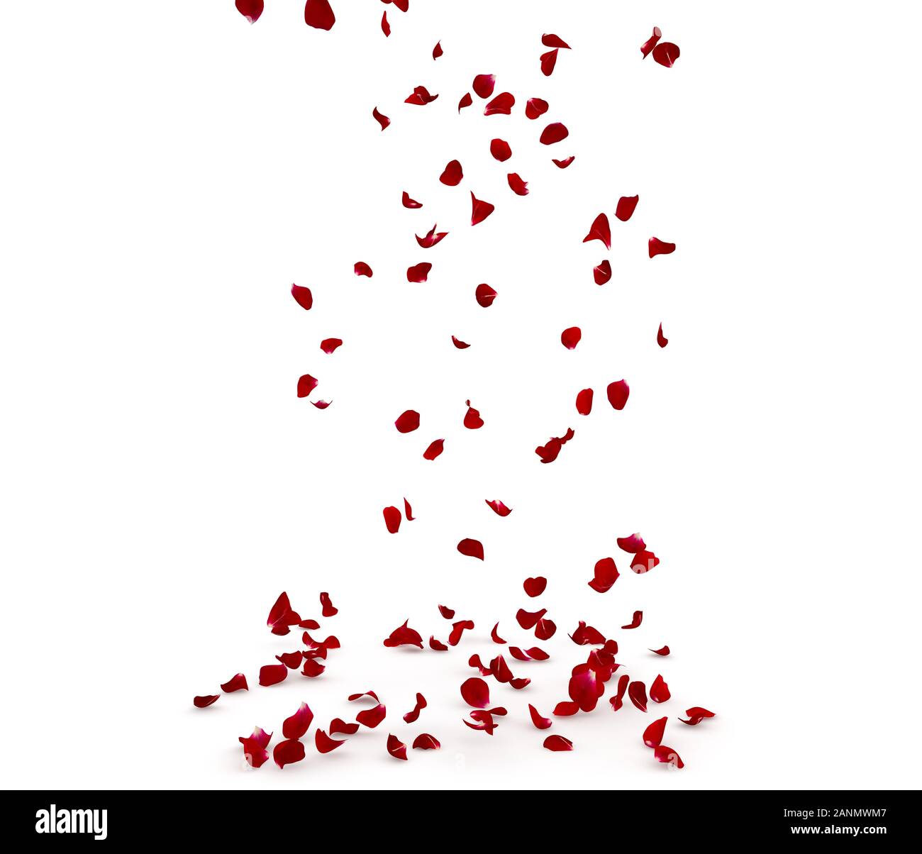 Rose petals fall beautifully on the floor. Isolated white background