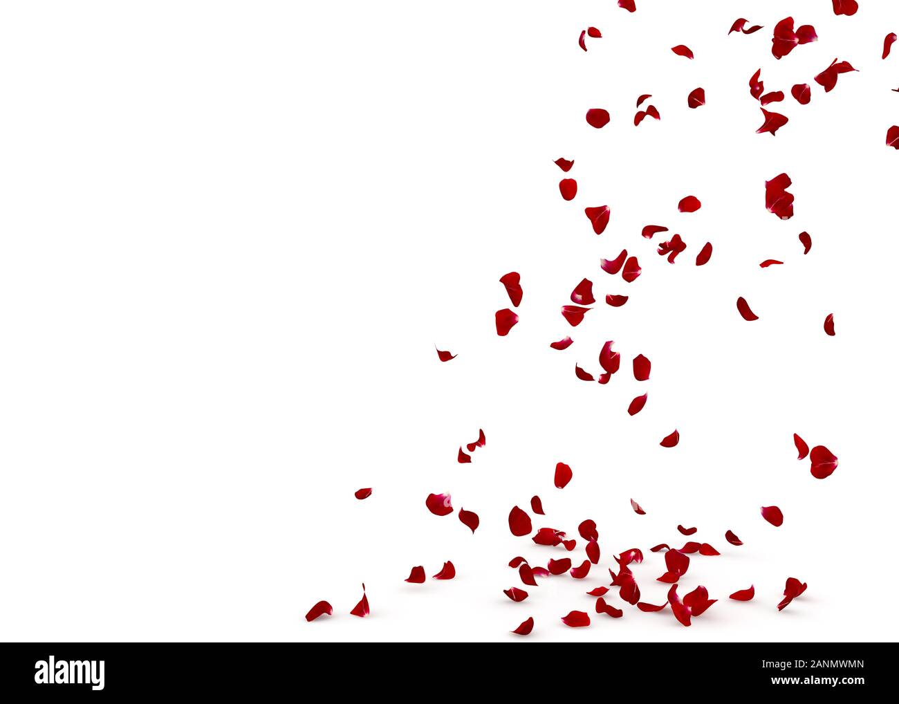 Rose petals fall beautifully on the floor. Isolated white background
