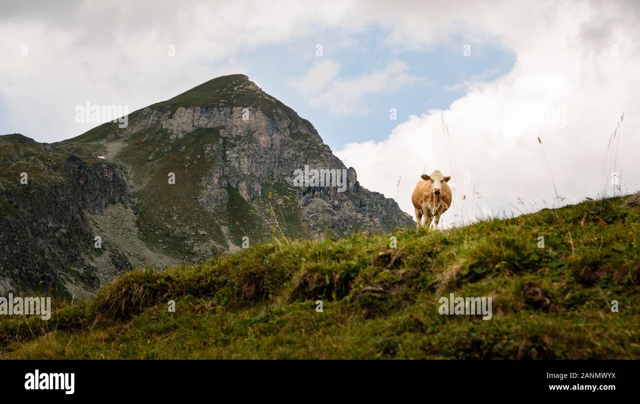 Cow standing on an alpine meadow higher up looking down at camera. Sorebois, Zinal, Valais, Switzerland Stock Photo