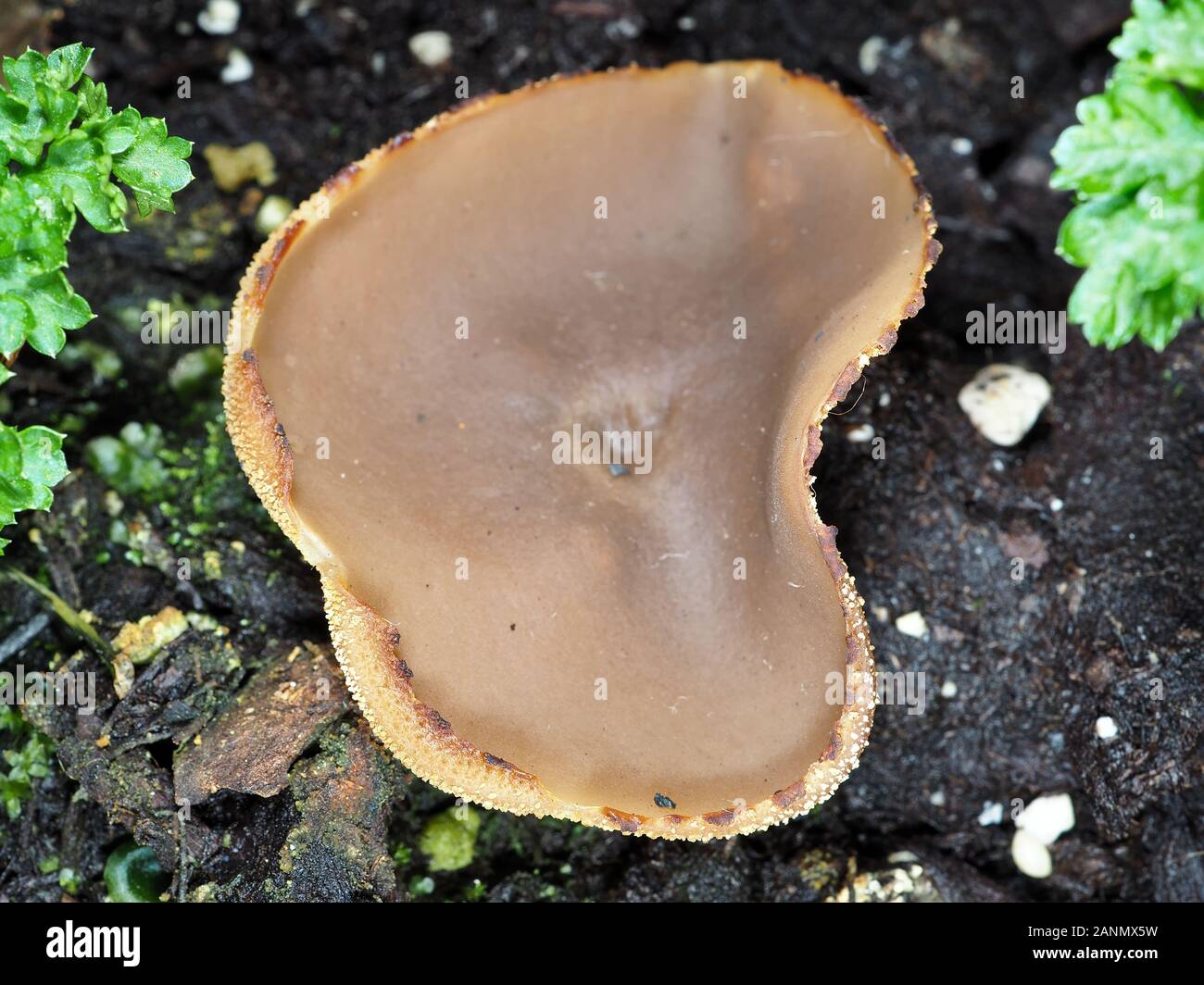 Fungus identified as Peziza repanda (also known as Palomino cup or recurved cup), growing in an over-watered gardening container Stock Photo