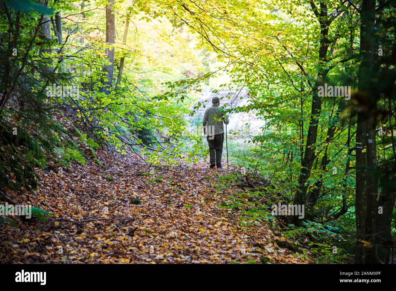 Old man walking in woods alone hi-res stock photography and images - Alamy