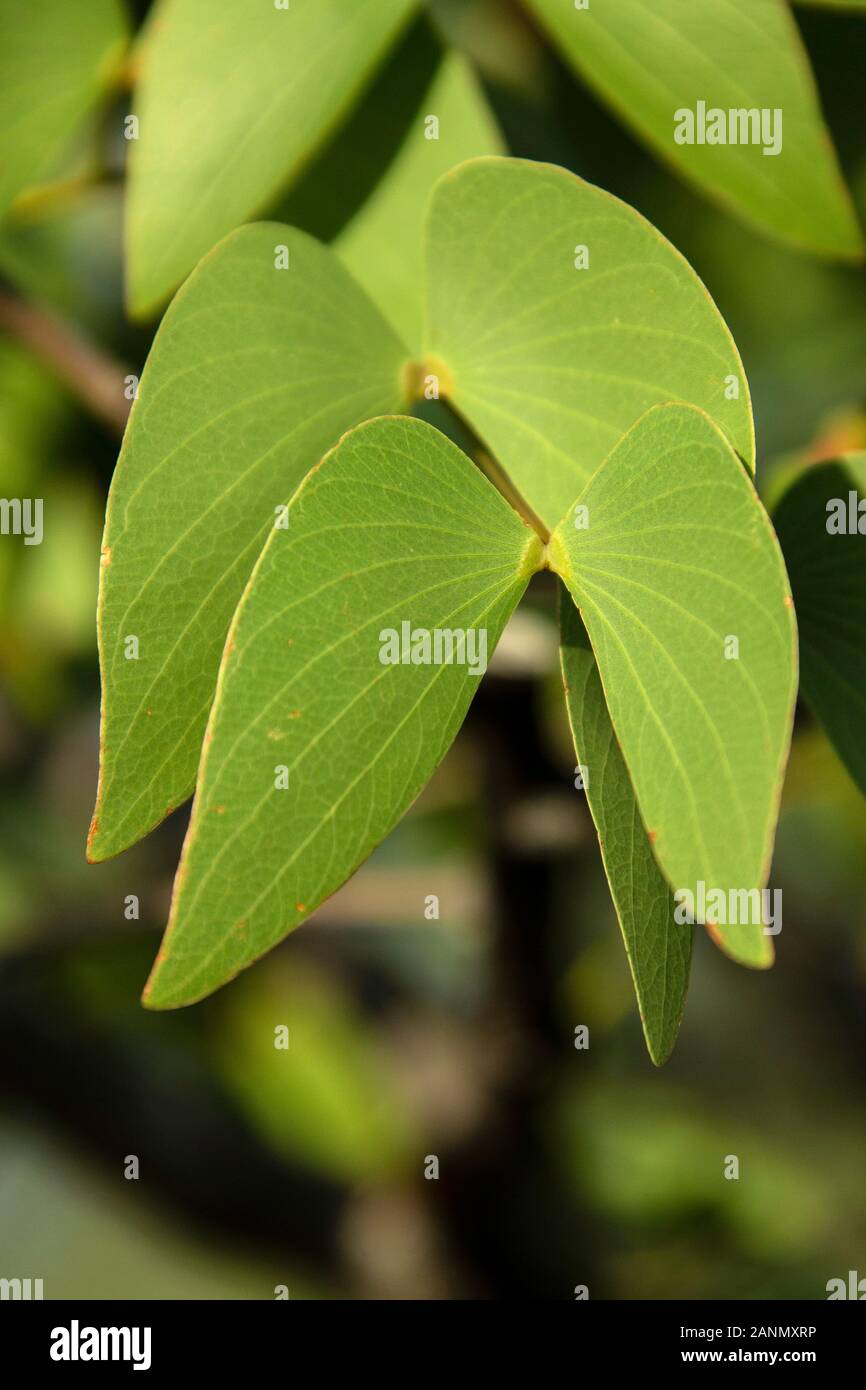 The butterfly shaped leaves of the Mopane tree in Namibia Stock Photo