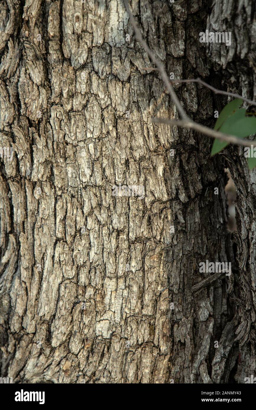 The bark of the Mopane tree in Namibia Stock Photo