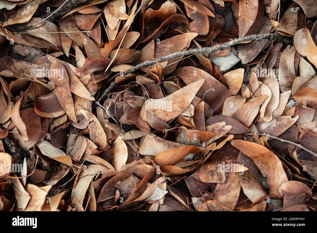 A carpet of dead leaves of the Mopane tree in Namibia Stock Photo