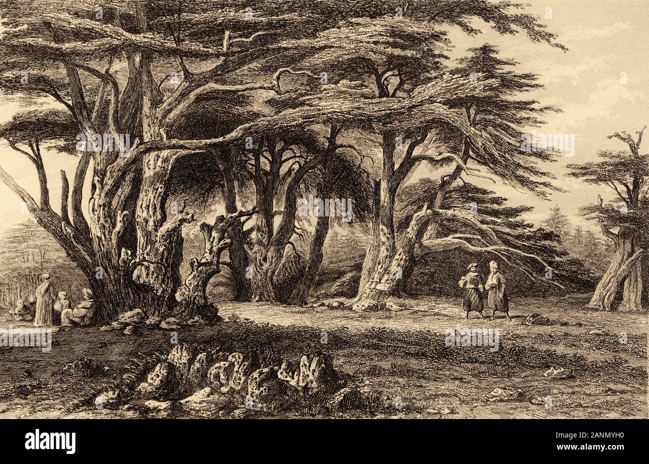 The cedars of Lebanon. Old engraving by Lemaitre published in L'Univers Syria, in 1841. History of the ancient Syria Stock Photo