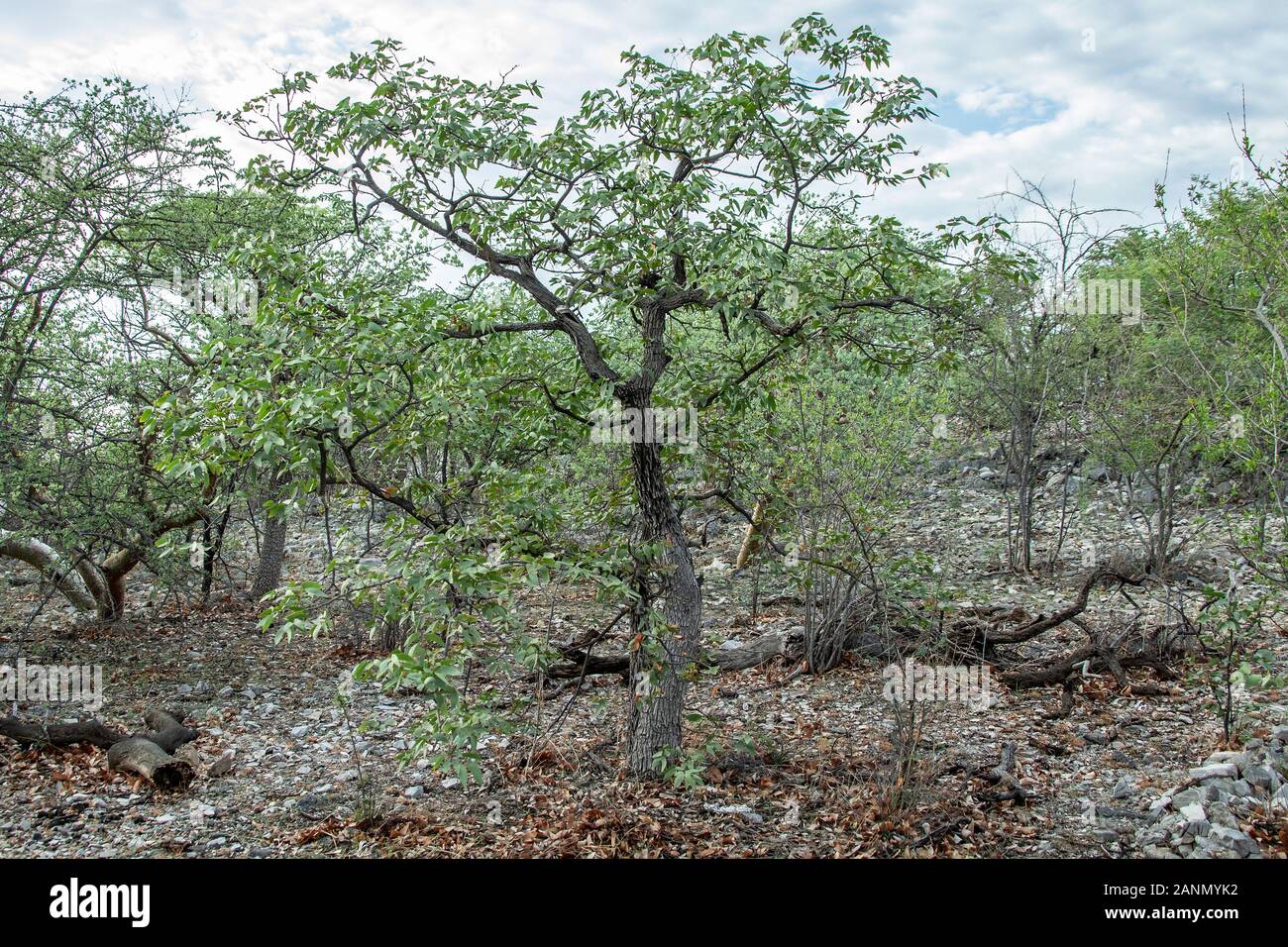 Mopane woodland in Etosha, Namibia Stock Photo