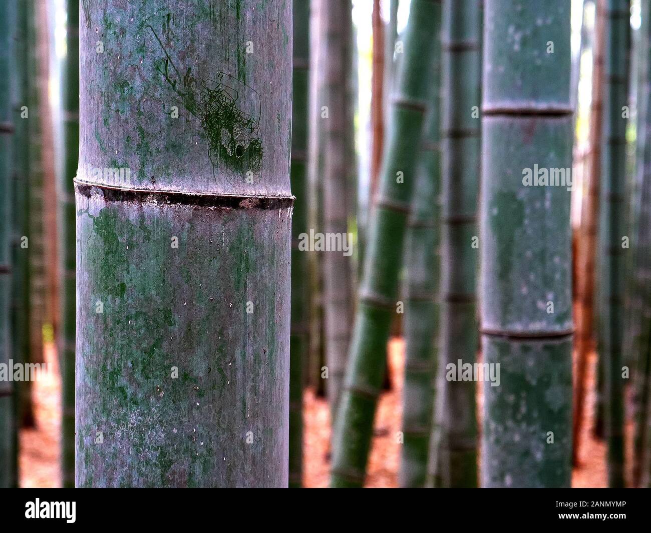 close up of a bamboo plant at arashiyama bamboo forest in kyoto Stock Photo