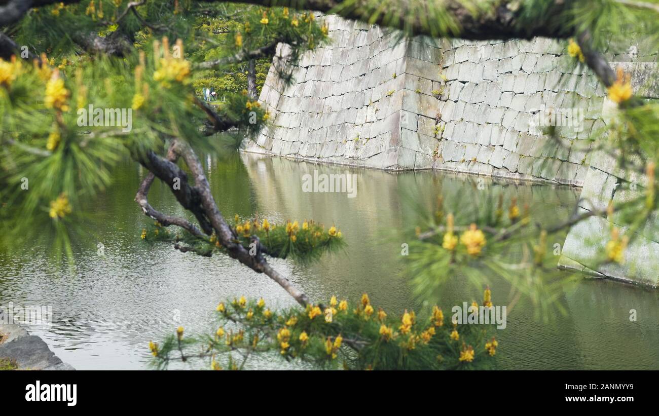 Tree Moats pine tree branch, moat and stone wall at nijo-jo castle in kyoto Stock ...