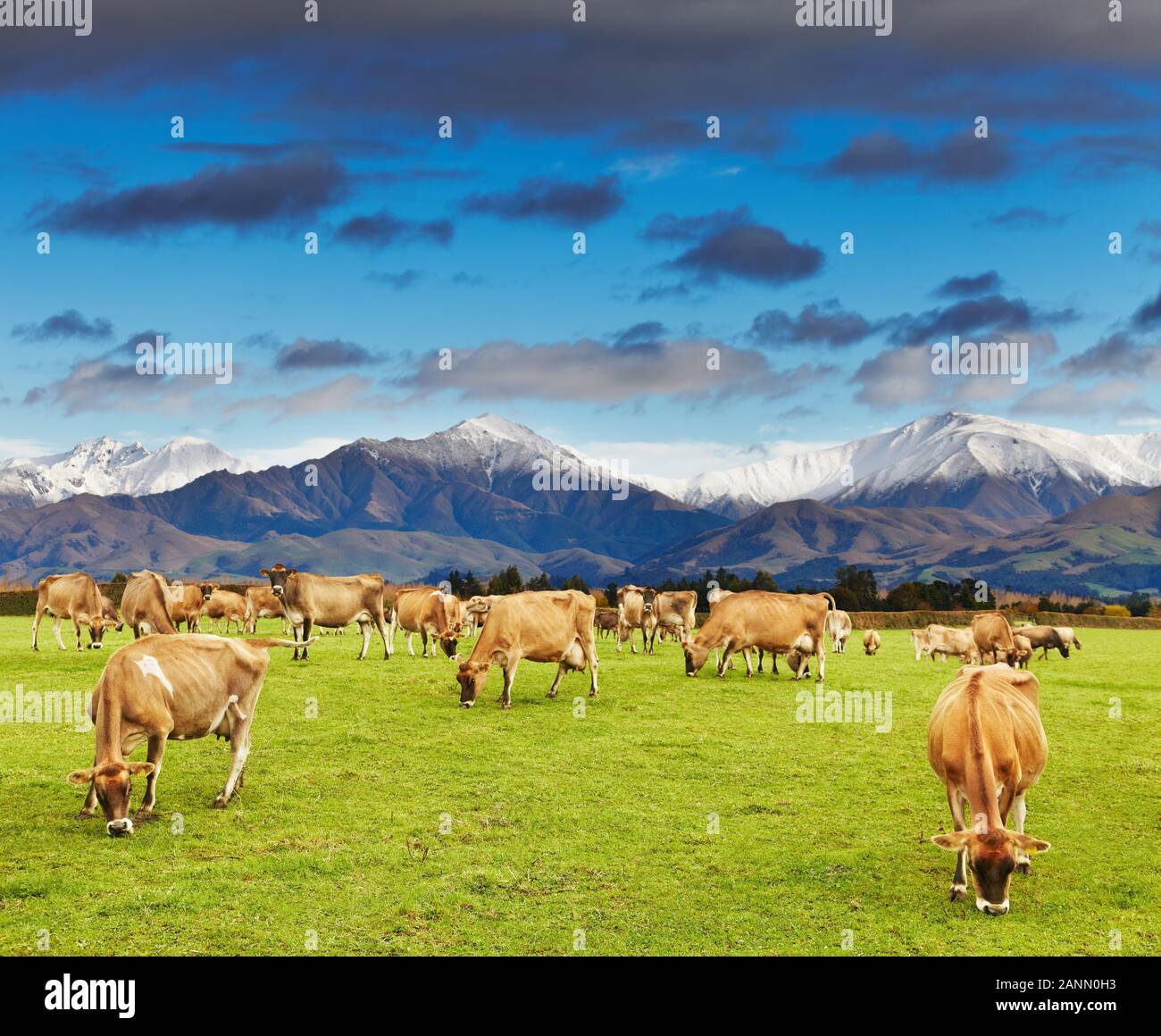 Landscape with snowy mountains and grazing cows, New Zealand Stock