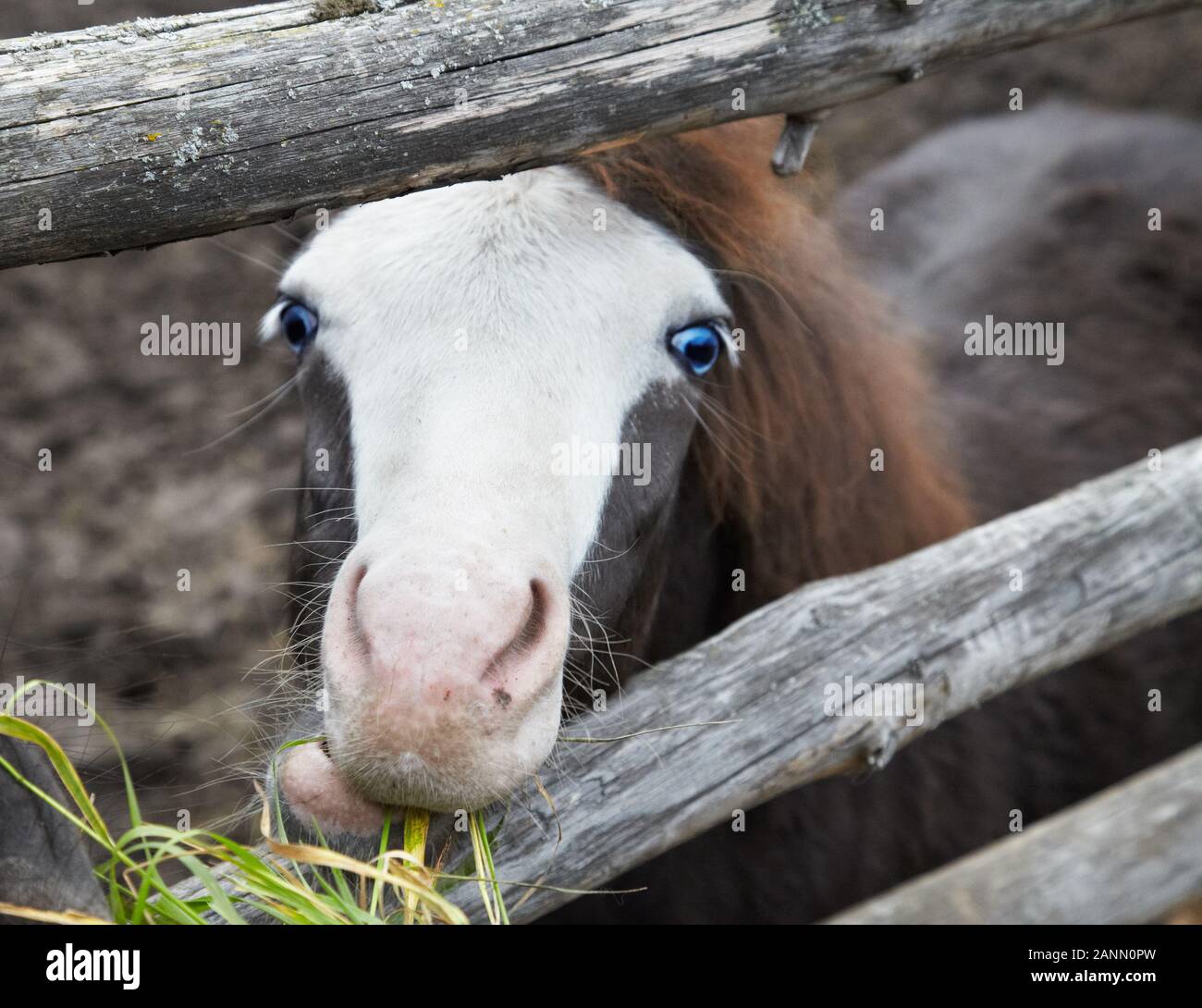 Cute little foal pony with blue eyes eating a grass Stock Photo