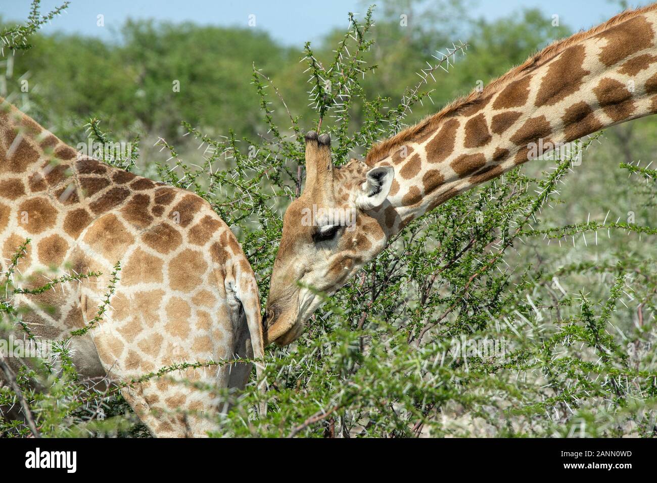 Male giraffe sniffing female prior to mating in Etosha, Namibia Stock Photo