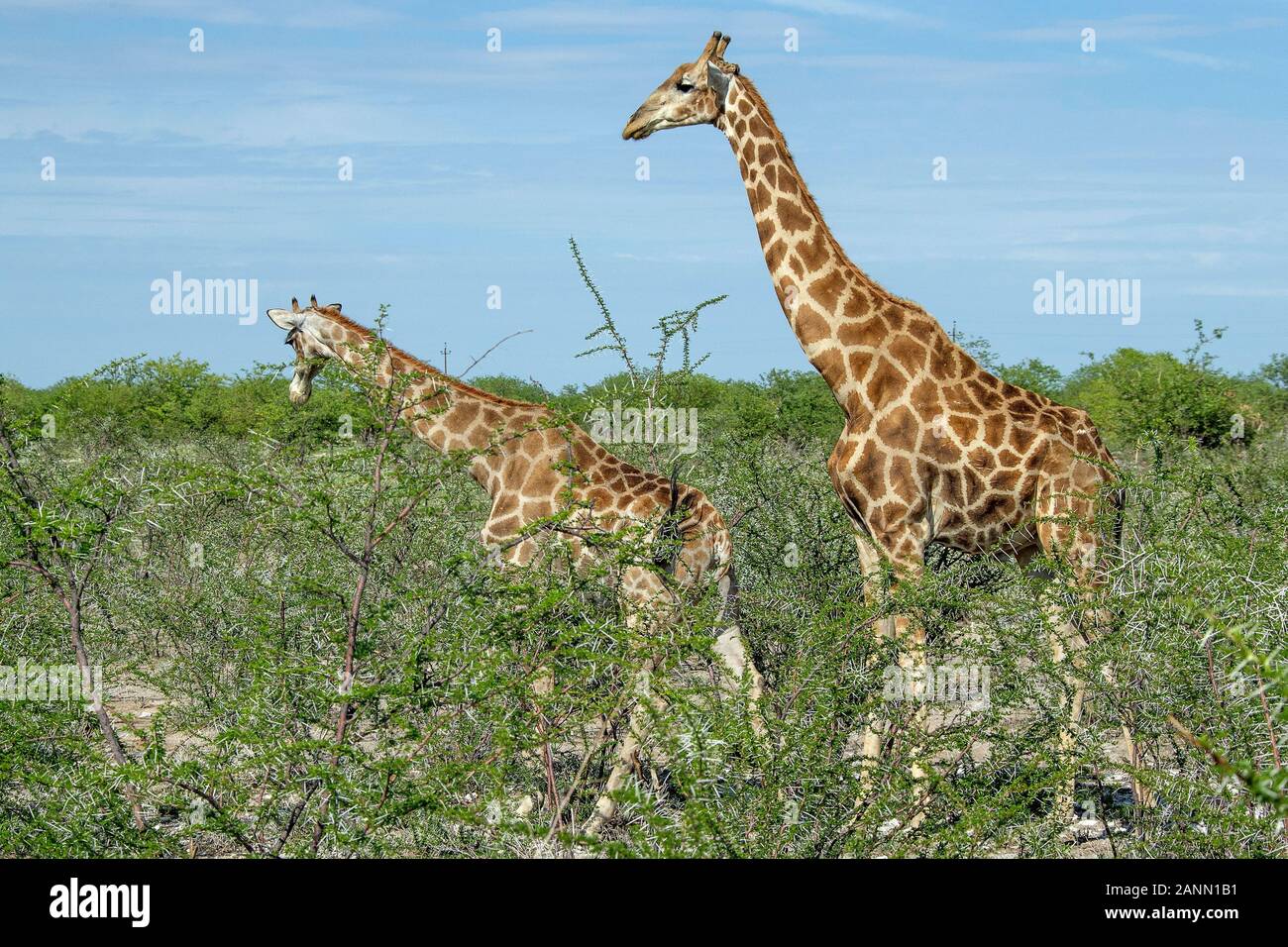 Male giraffe positioning prior to mating Stock Photo