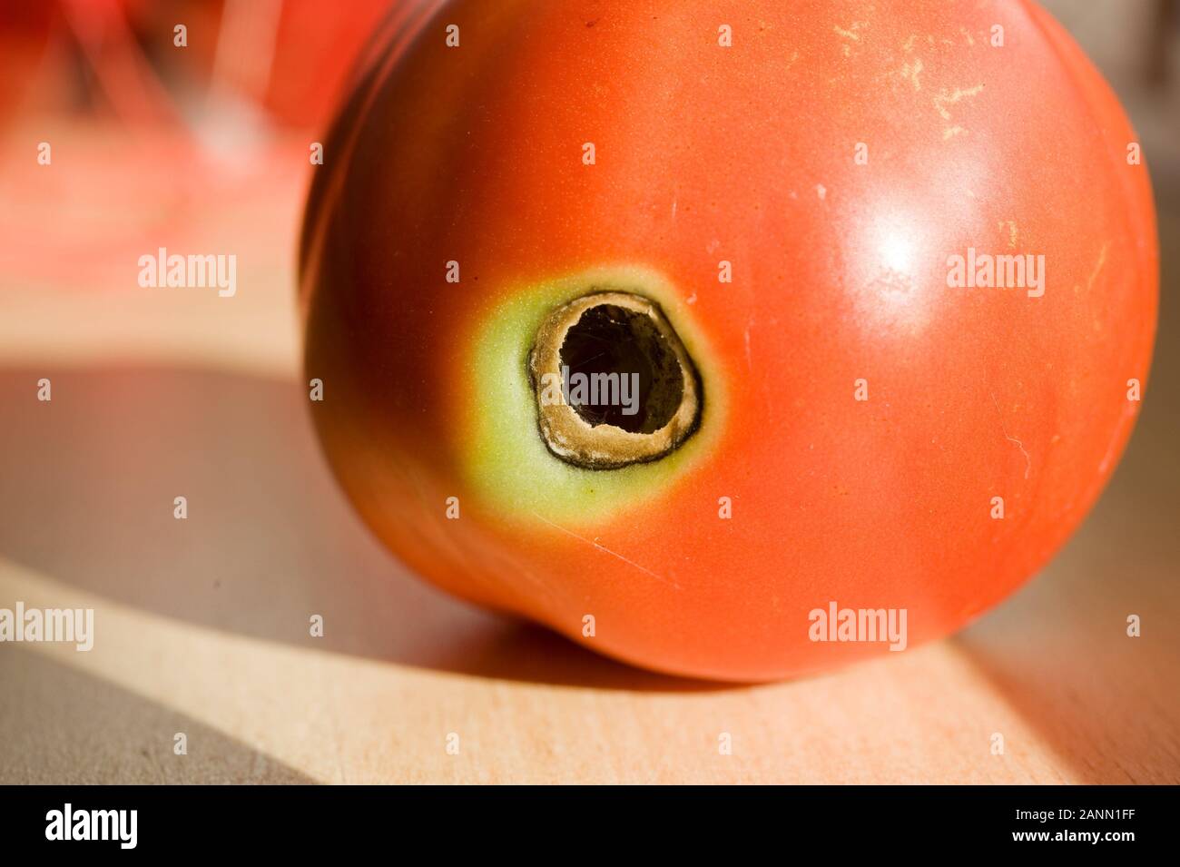Faule Tomate - Rotten Tomato Stock Photo