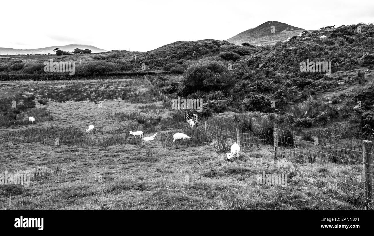 Ring of kerry ireland Stock Photo Alamy