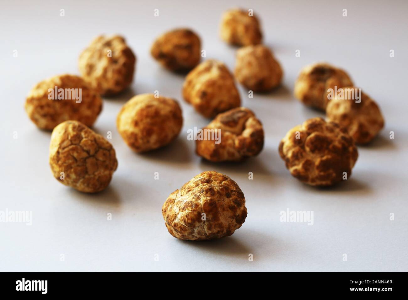 Desert truffles from Kuwait, Saudi Arabia, Iraq and Iran Stock Photo