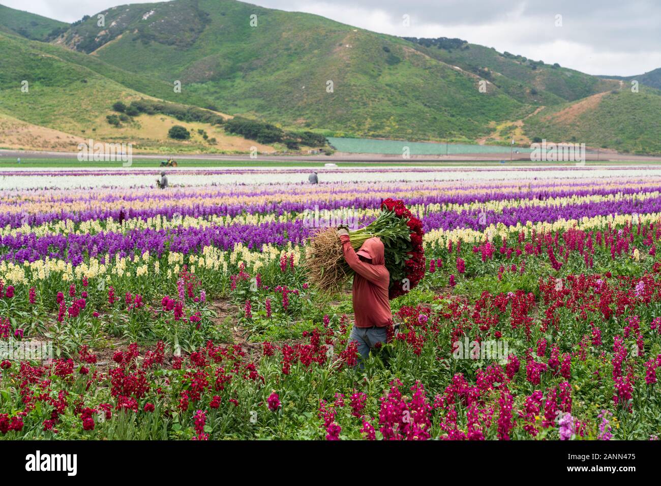Flower picker carrying hauling a large bundle of flowers freshly pulled