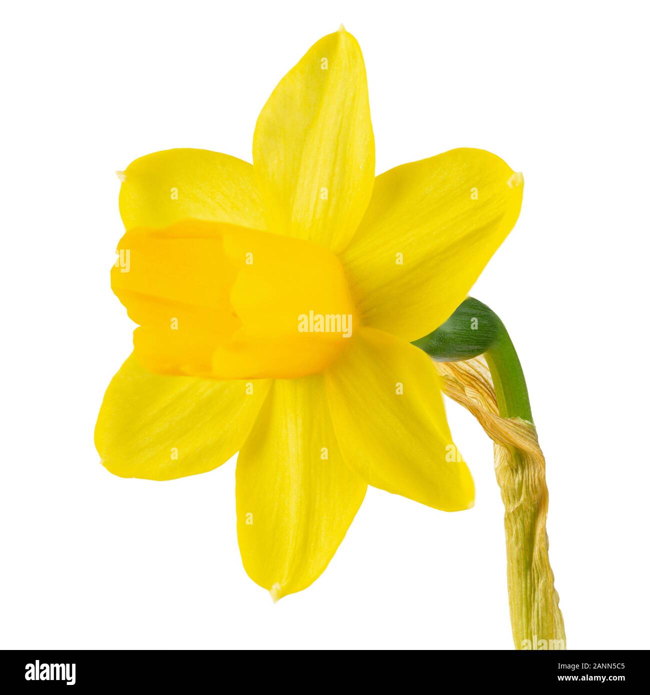 yellow daffodil flower closeup. isolated on a white background Stock