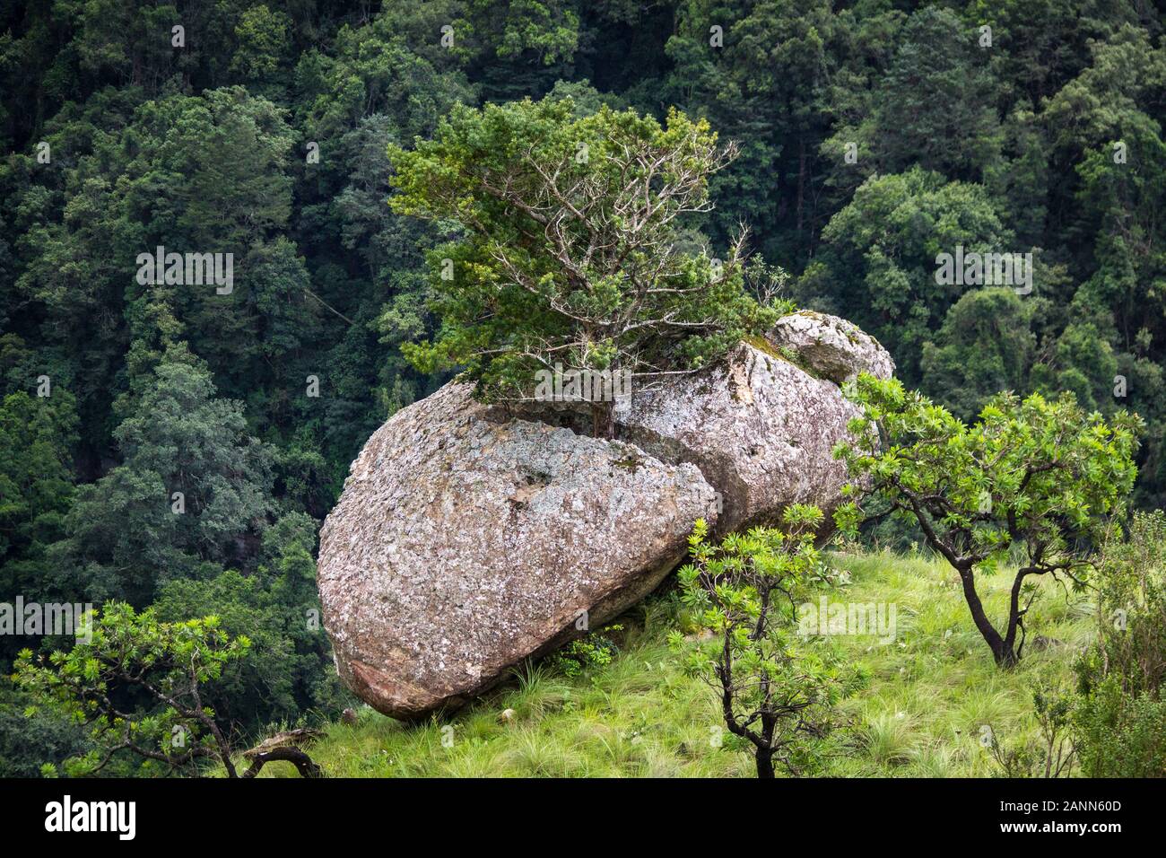 A tree grows out of a crevice of a boulder Stock Photo