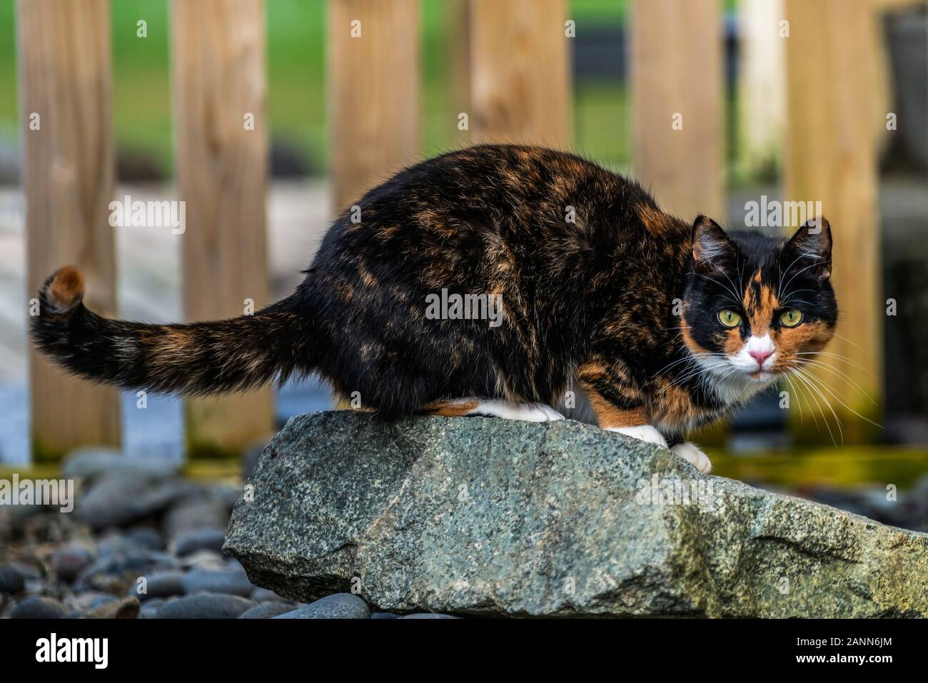 Black and brown color cat outside the house. Animal and pet Stock Photo
