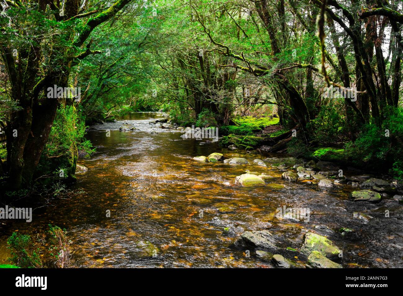 Beautiful creek river through rainforest jungle in Cradle Mountain