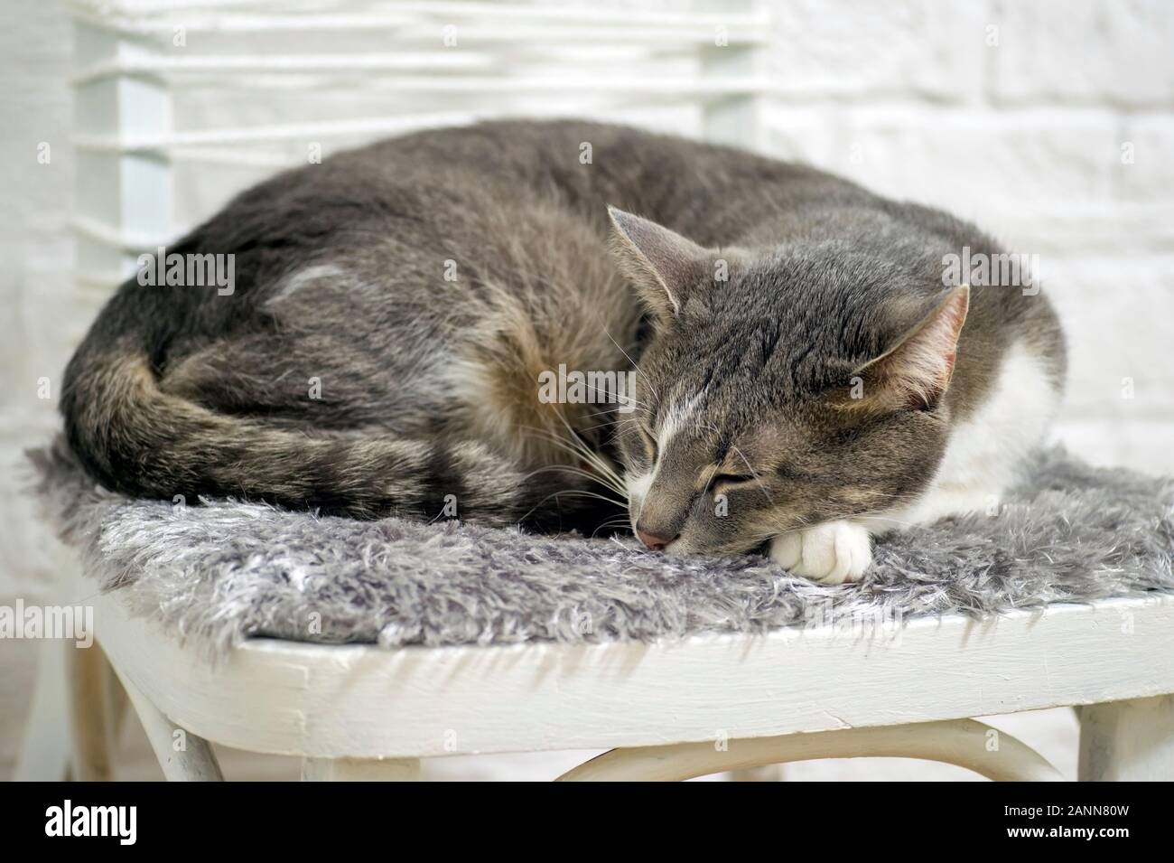 Gray cat closeup sleeping on a chair against a white decorated wall ...