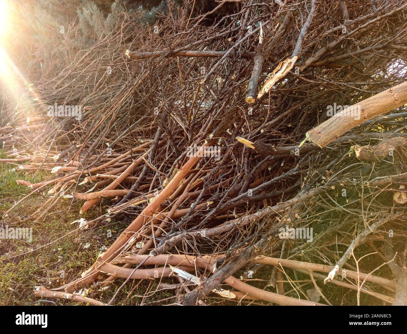 felled and cut off tree branches stacked on the spring lawn Stock Photo