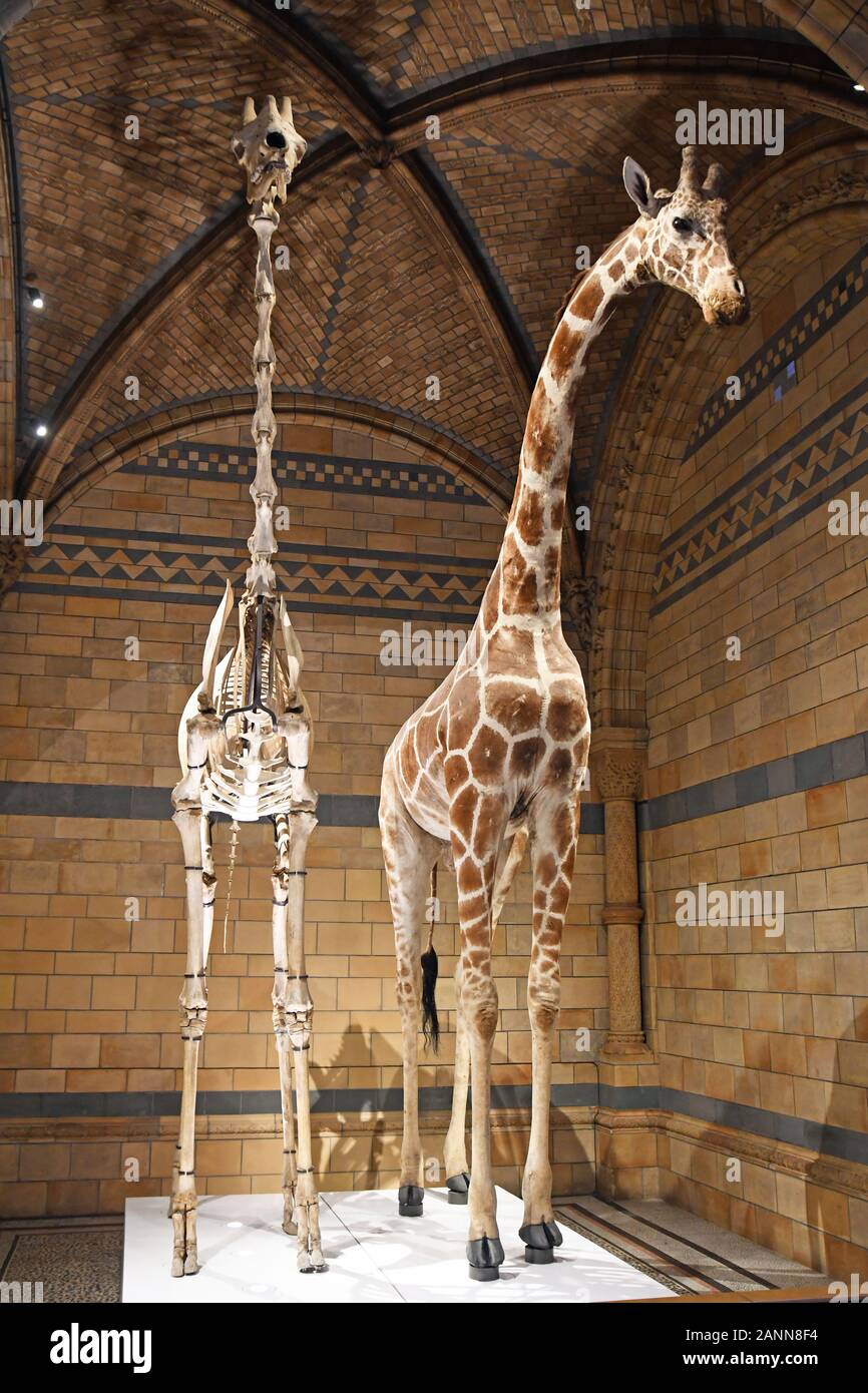 Taxidermy Giraffe alongside a skeleton in the Hintze Hall, Natural History Museum, London, England, UK Stock Photo