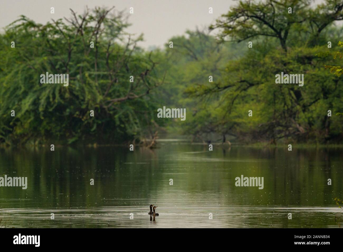 Birds In Keoladeo National Park Landscape, Habitat And Wetland Of The ...