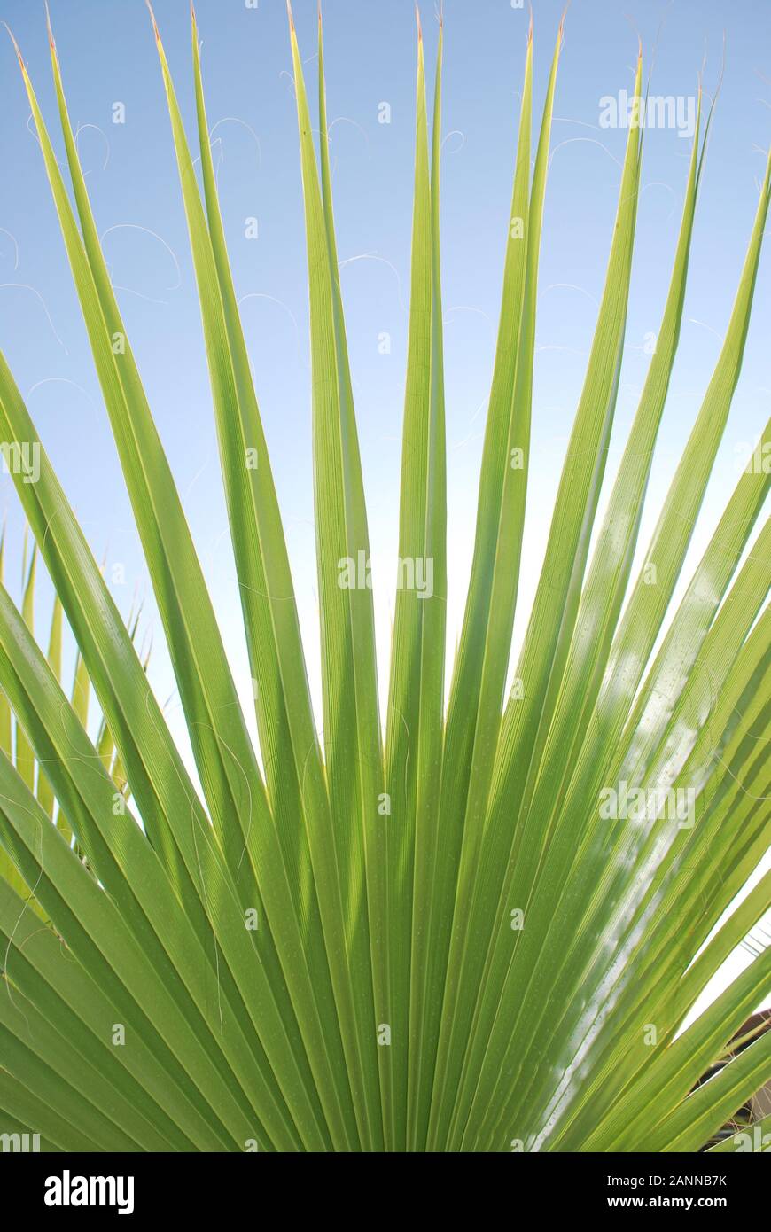 Abstract image of palm leaf in close-up highlighting the blue and green contrast with reflections of sunlight Stock Photo