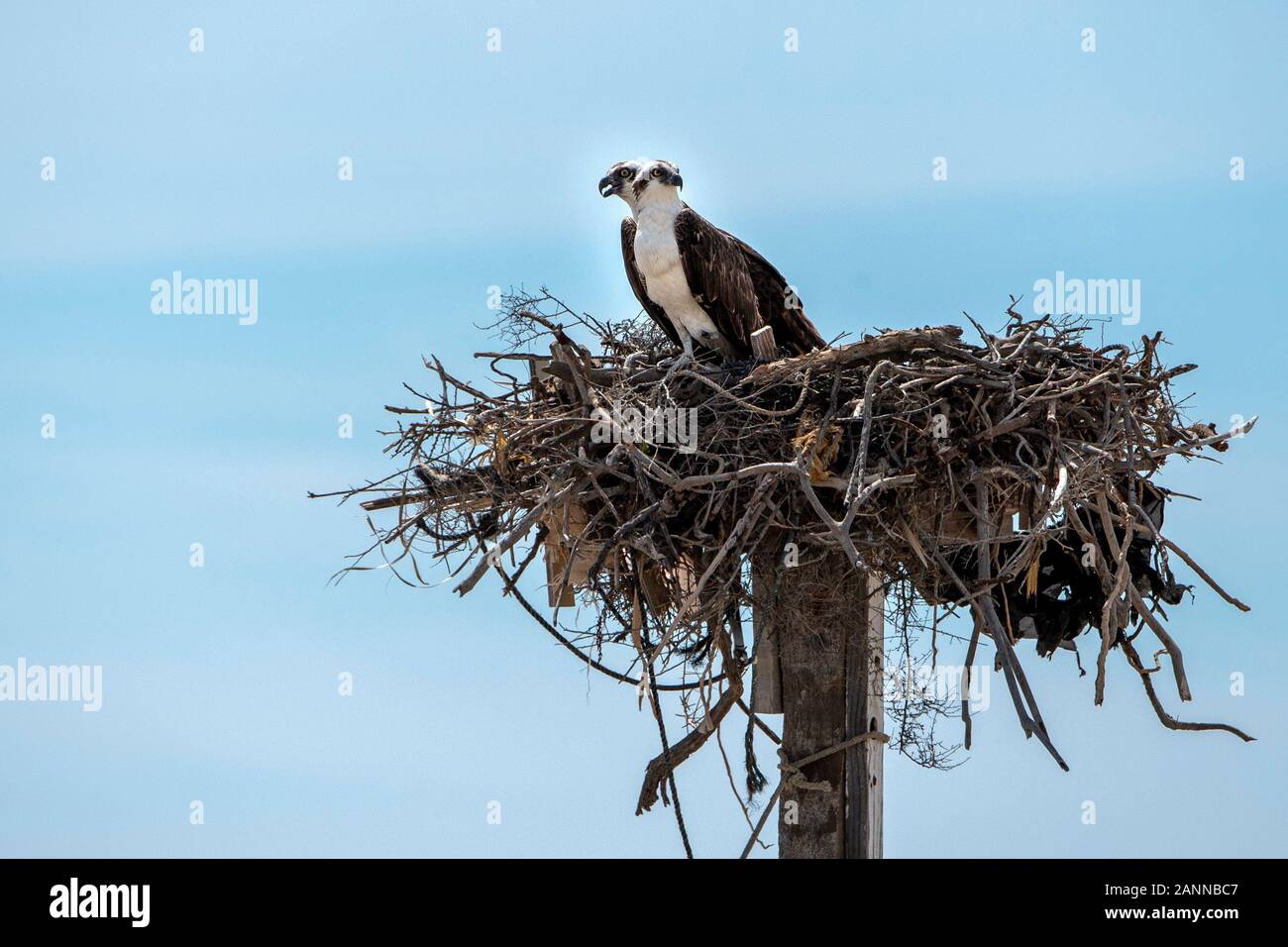 Osprey bird in the nest portrait Stock Photo - Alamy