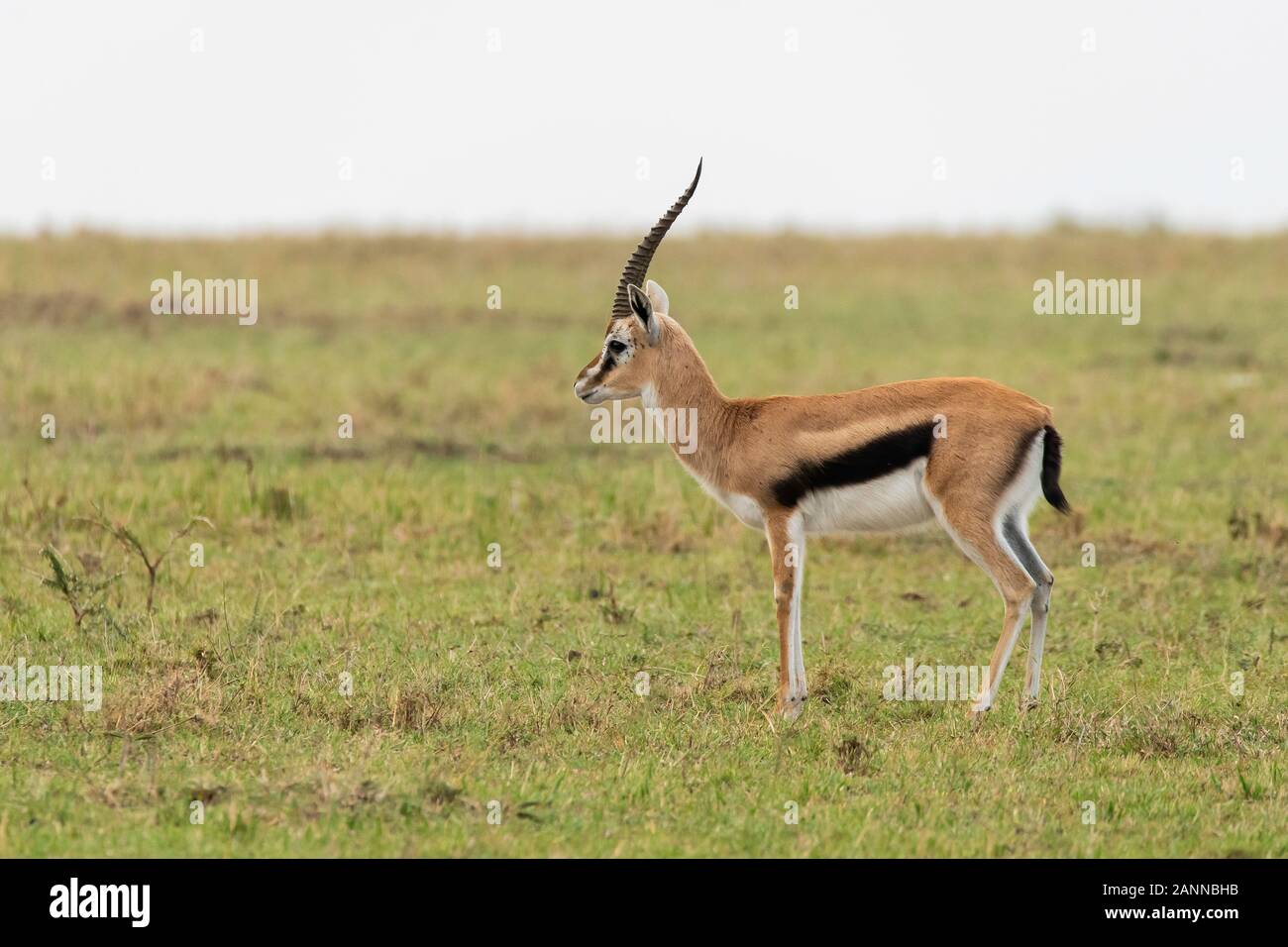 A Grants gazelle grazing in the plains of Masai Mara National Reserve ...