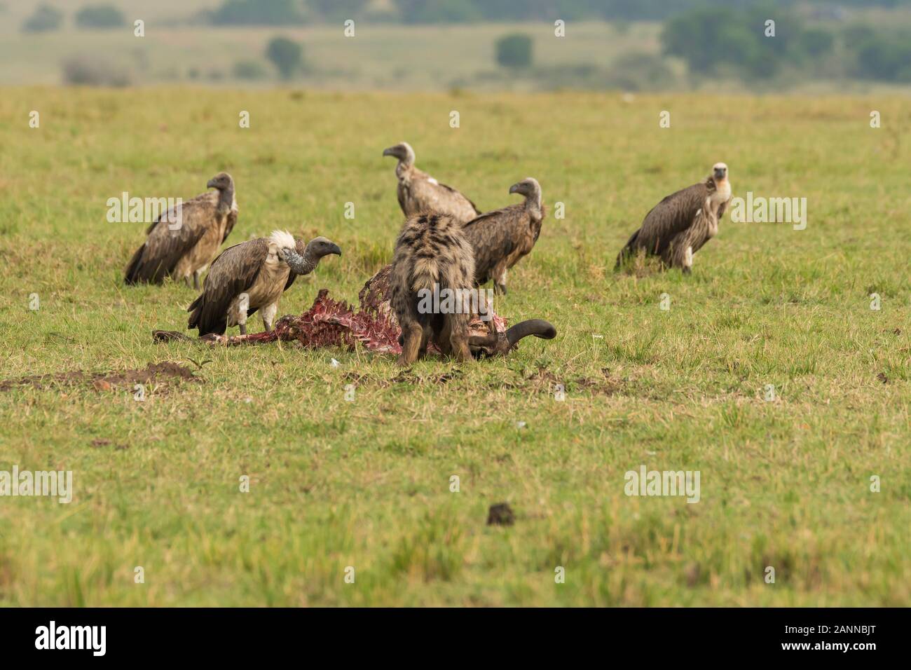 Hyena jackal vulture hi-res stock photography and images - Alamy Hyena jackal vulture hi-res stock photography and images - Alamy