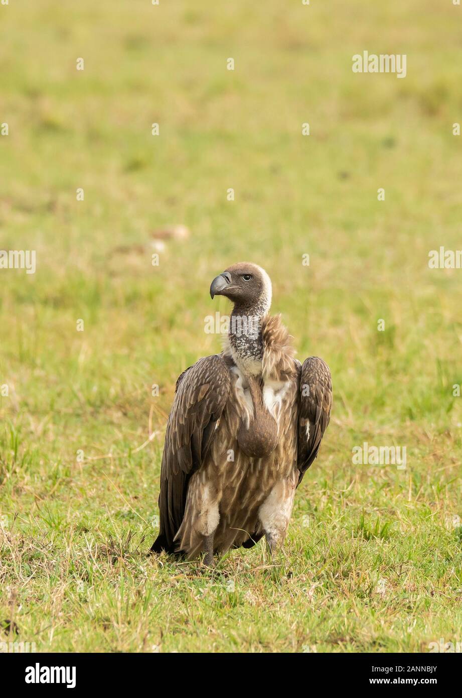 Hyena jackal vulture hi-res stock photography and images - Alamy