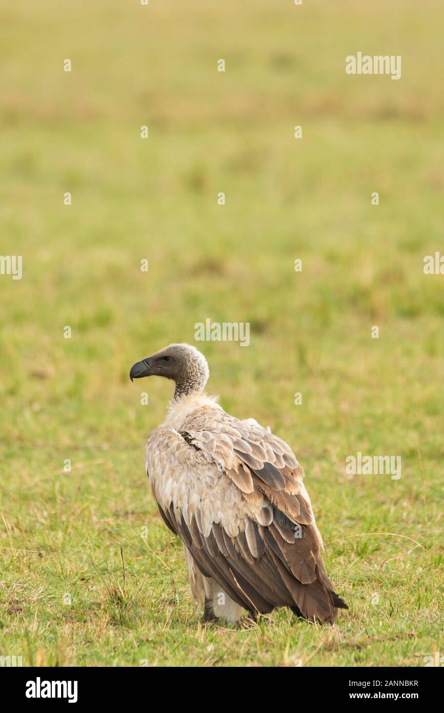 Hyena jackal vulture hi-res stock photography and images - Alamy Hyena jackal vulture hi-res stock photography and images - Alamy