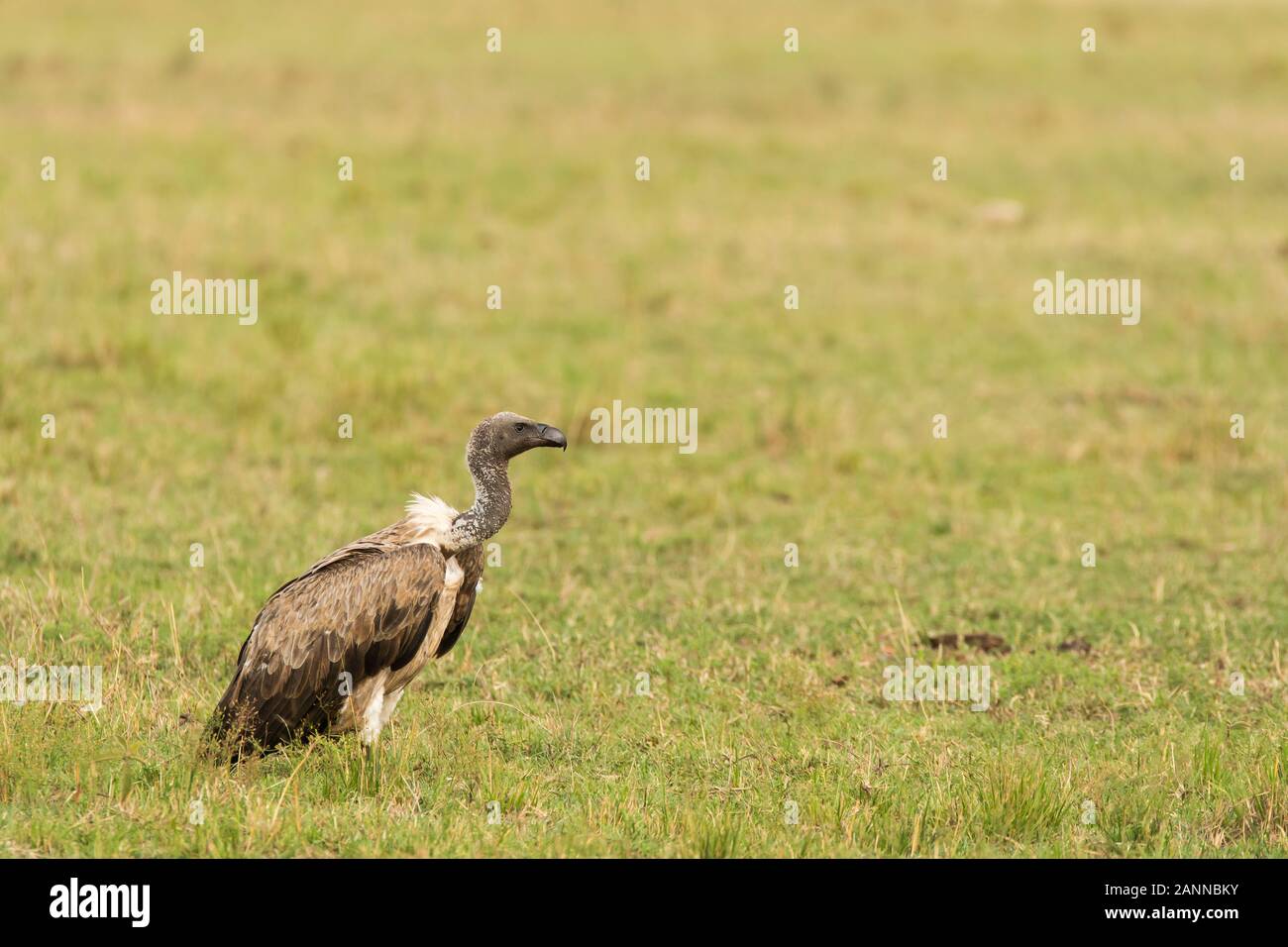 Hyena jackal vulture hi-res stock photography and images - Alamy Hyena jackal vulture hi-res stock photography and images - Alamy