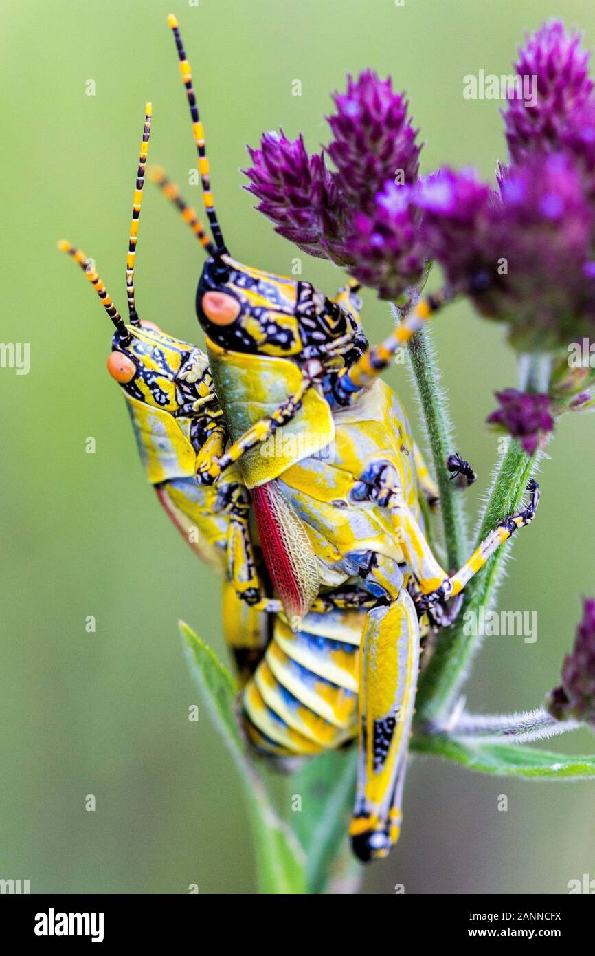 Close up of mating grasshoppers (Zonocerus elegans) on a purple flower, Drakensberg, South Africa Stock Photo