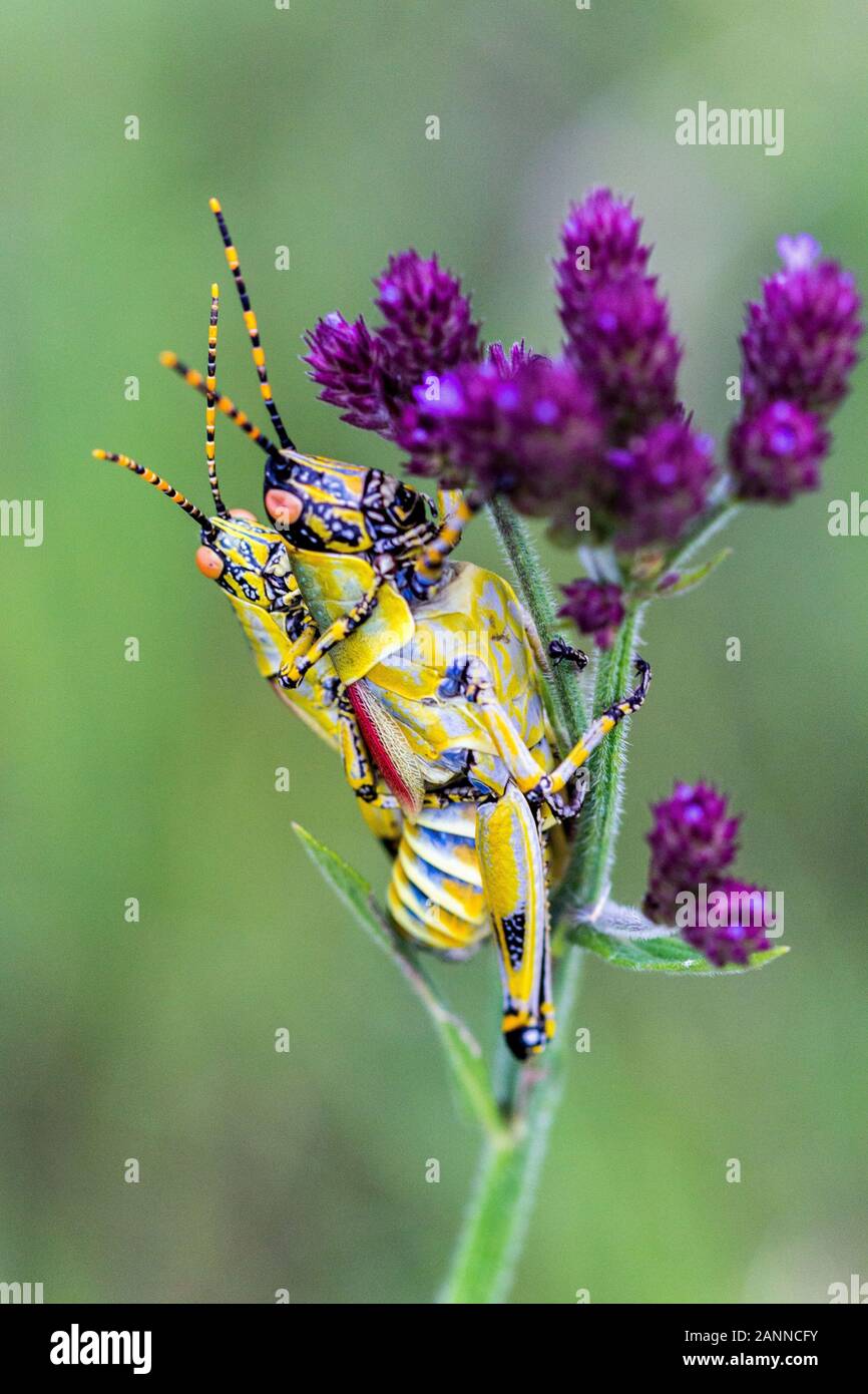 Mating grasshoppers (Zonocerus elegans) on a purple flower, Drakensberg, South Africa Stock Photo