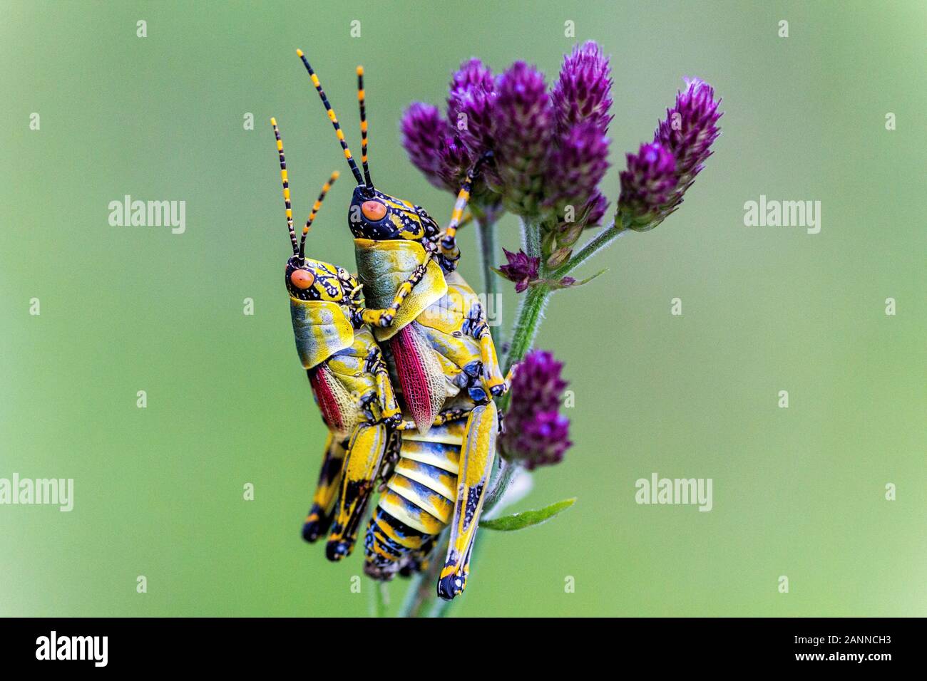 Close up of mating grasshoppers (Zonocerus elegans) on a purple flower, green background, Drakensberg, South Africa Stock Photo