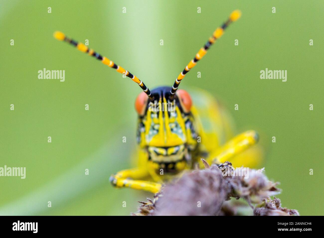Close up of the head of an Elegant grasshopper (Zonocerus elegans), focus on feelers, Drakensberg, South Africa Stock Photo