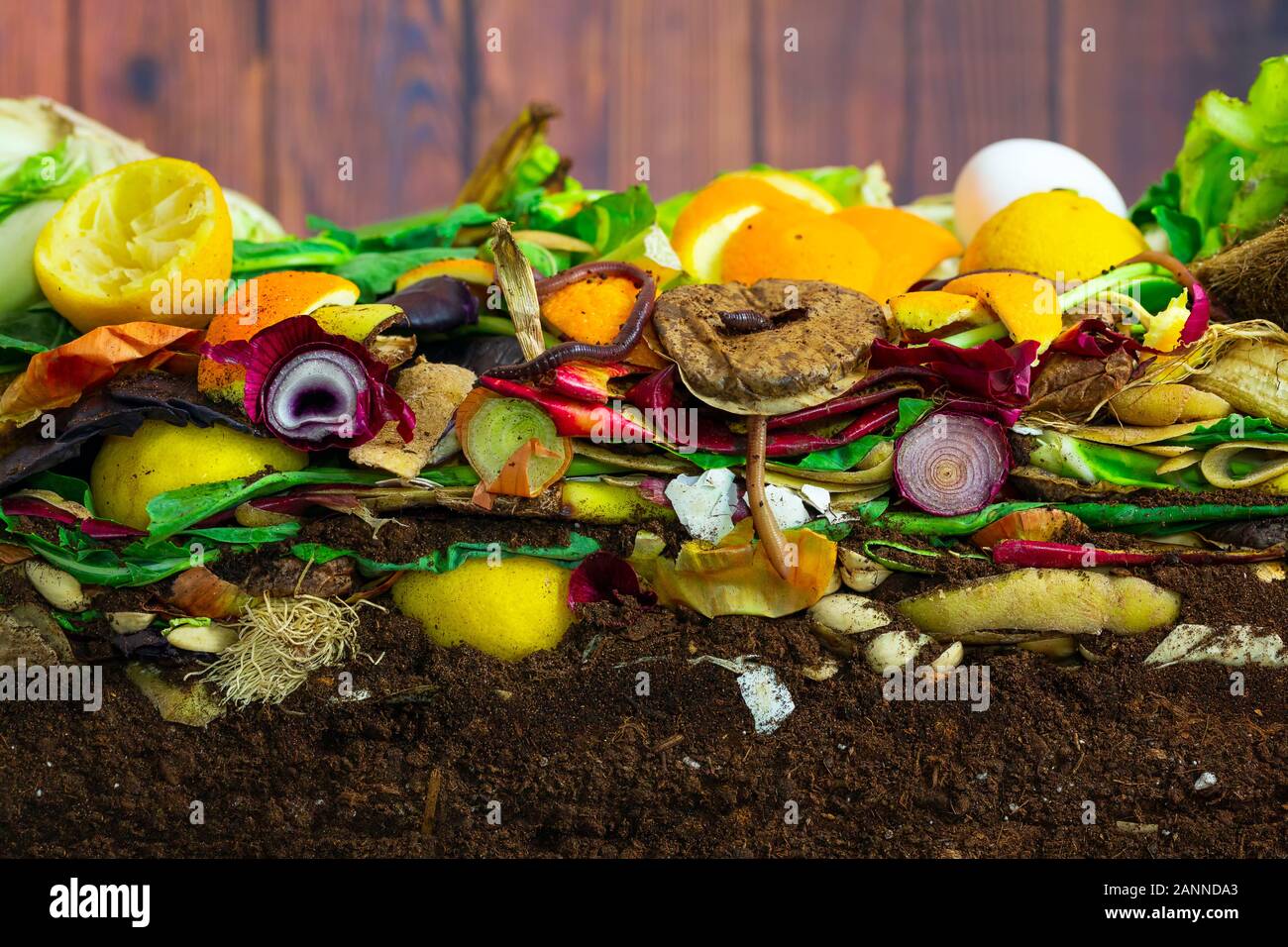 Earthwoms living in a colorful compost heap consisting of rotting kitchen leftovers Stock Photo