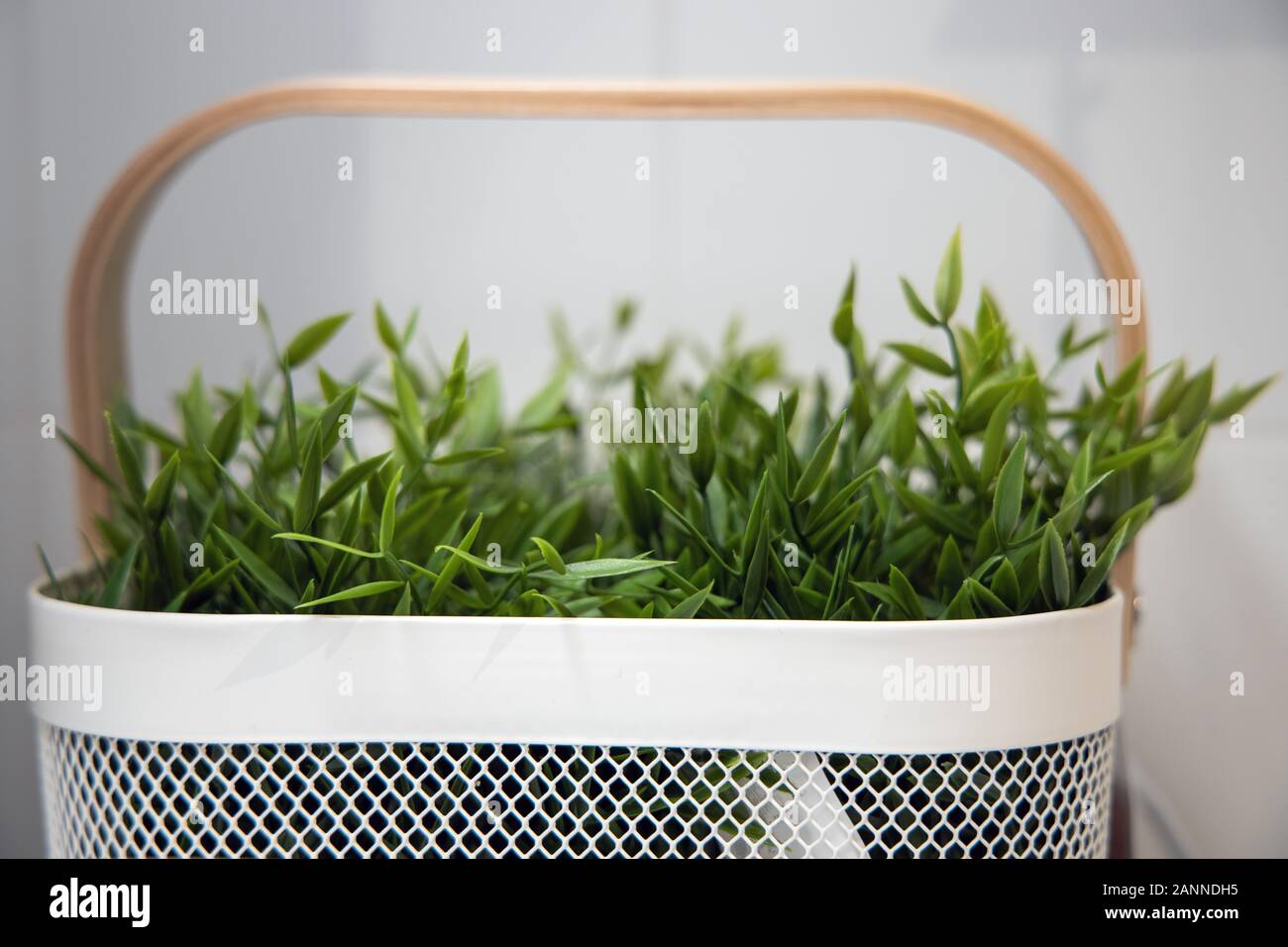 green grass in a modern white basket Stock Photo