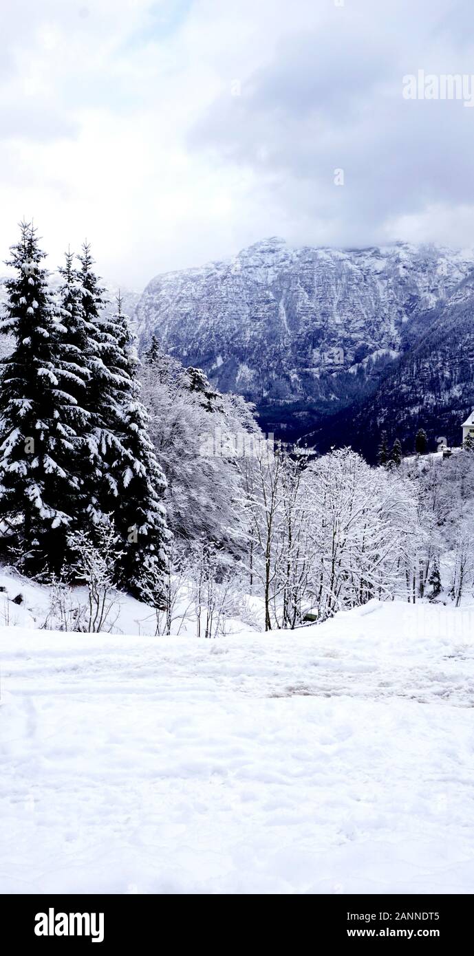 Hallstatt Winter snow mountain landscape and the pine forest vertical in upland valley leads to the old salt mine of Hallstatt, Austria Stock Photo