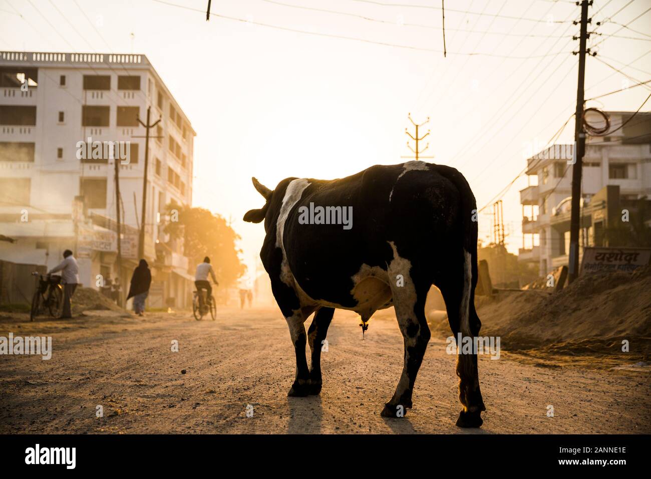 Cow standing in the middle of a road. Varanasi, India Stock Photo - Alamy