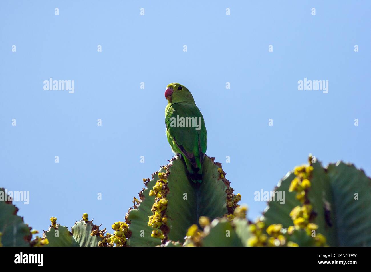 Black-winged Lovebird (Agapornis taranta)  is the common small green parrot of the Ethiopian plateau., Yeha, Tigray Region, Ethiopia. Stock Photo