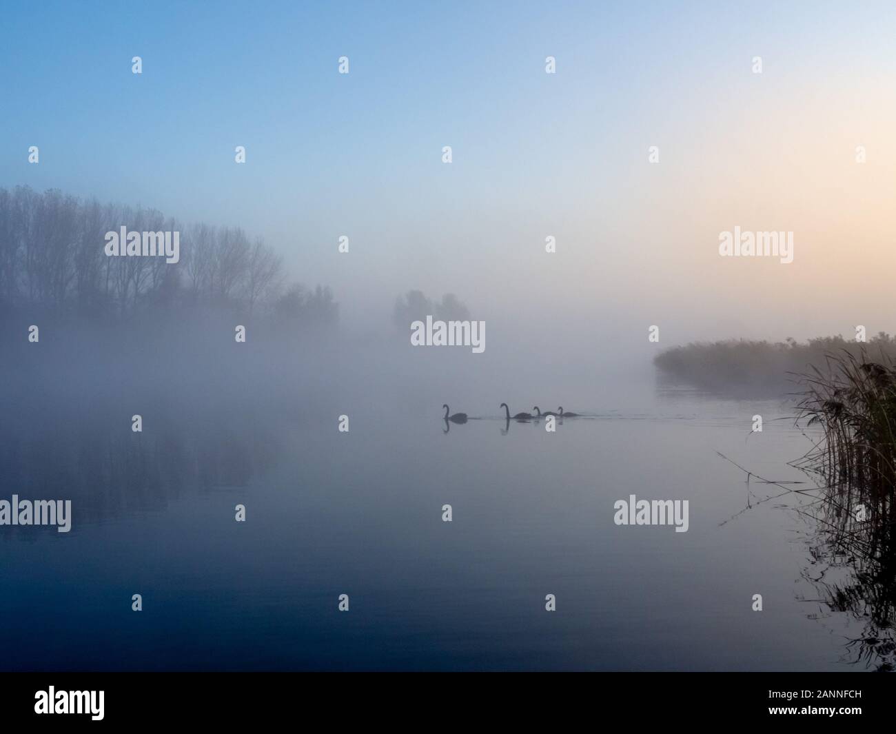 Misty, foggy lake with 4 swans in the early morning - tranquillity and peace - surrounded by shores, under a yellow and blue sky Stock Photo