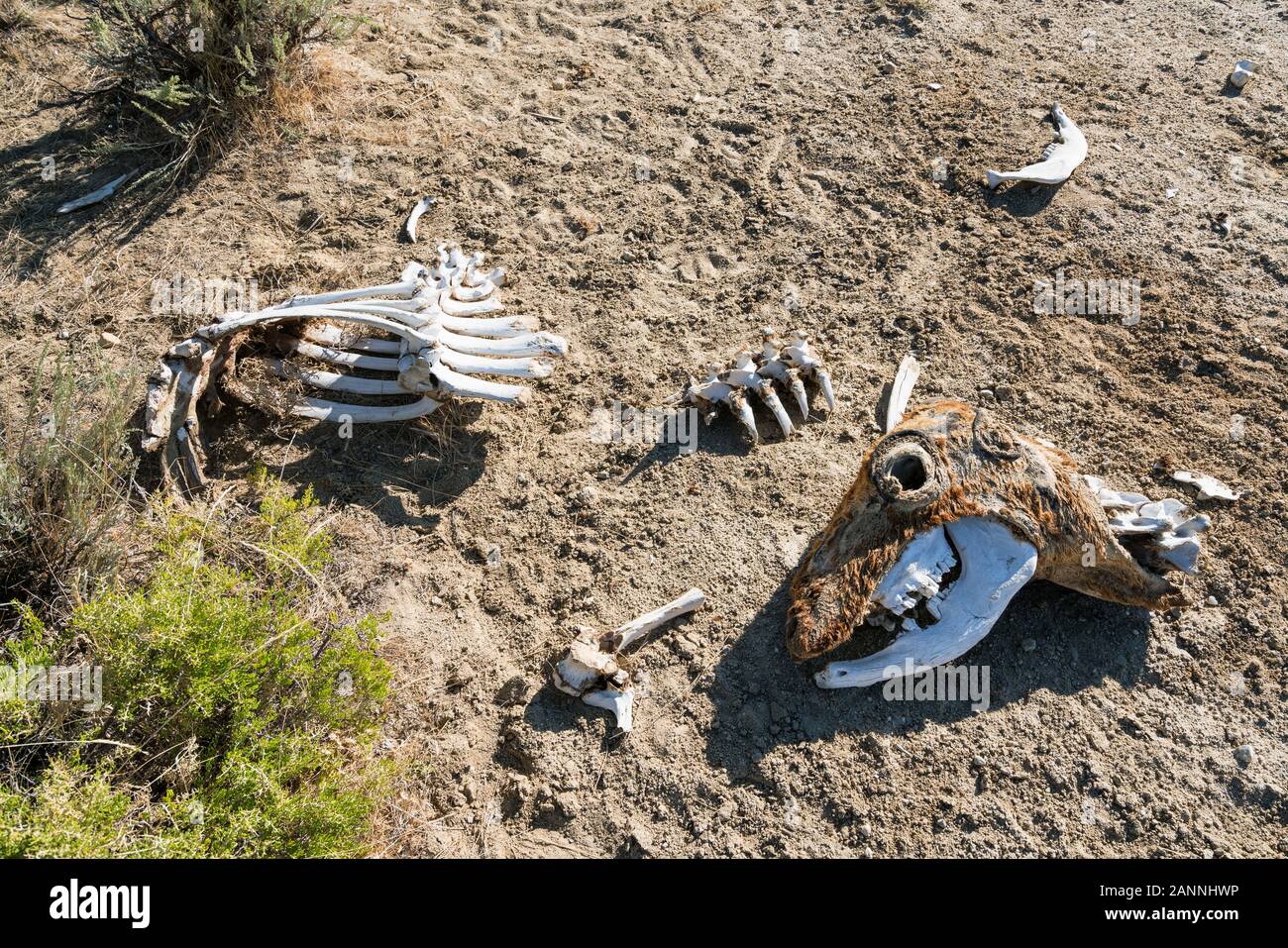 Dead cow on Continental Divide trail near Rawlins, Wyoming, USA Stock Photo