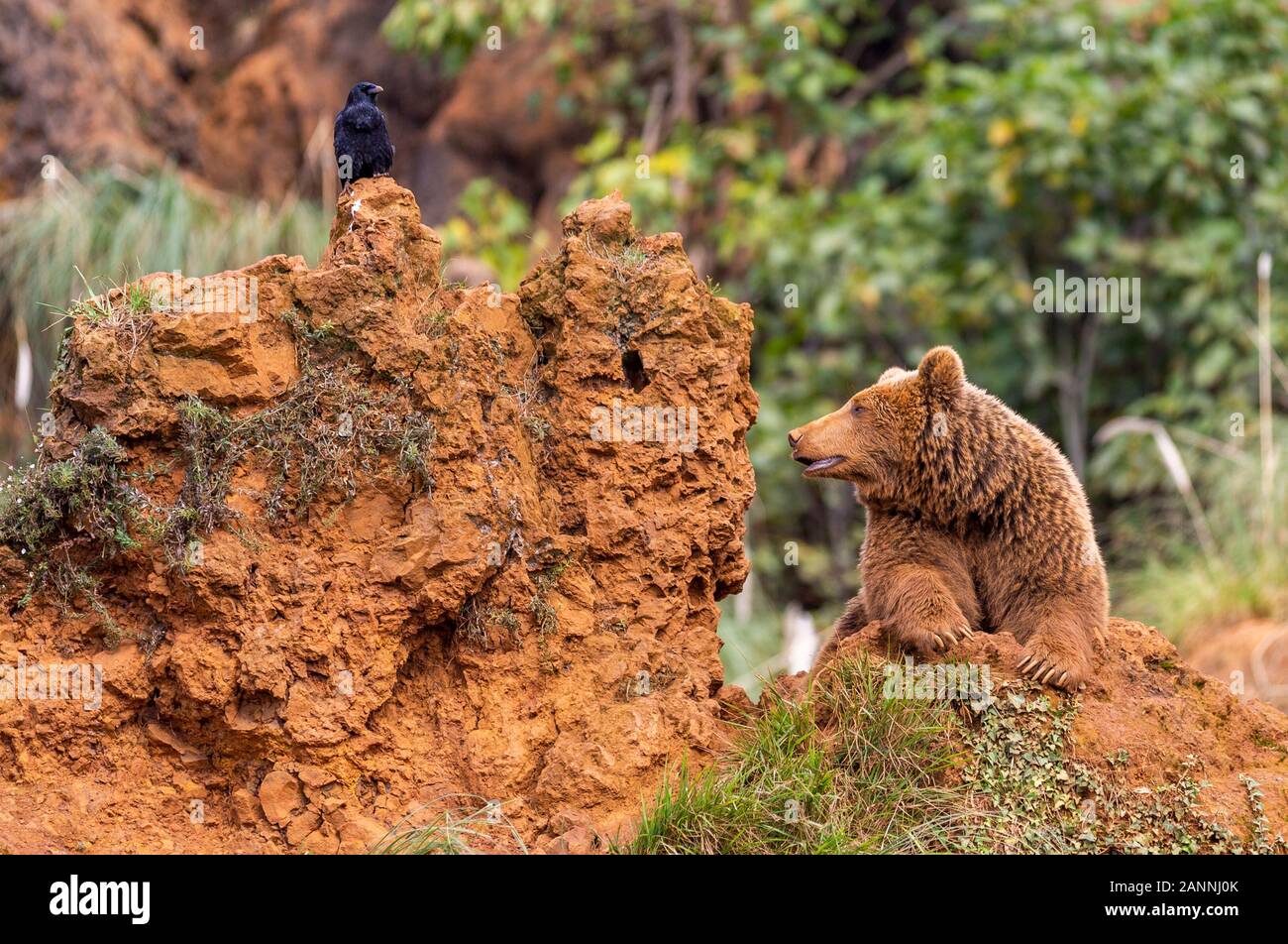 Brown bear and black raven in the Cabarceno Natural Park, Spain Stock Photo