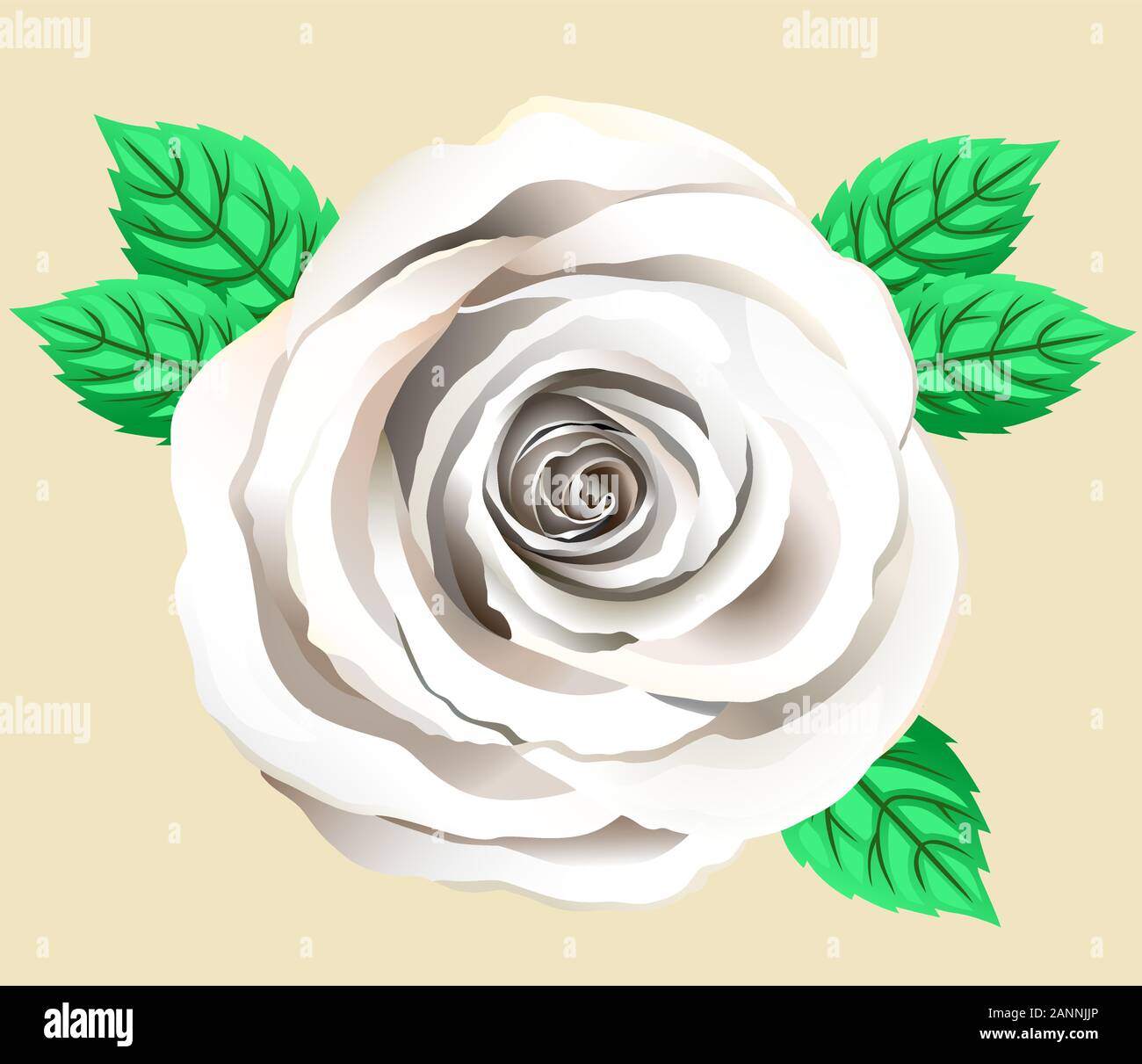Cream Roses Vector White cream color rose Stock Vector Images - Alamy