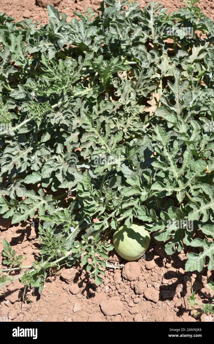 Arizona melon patch Stock Photo Alamy