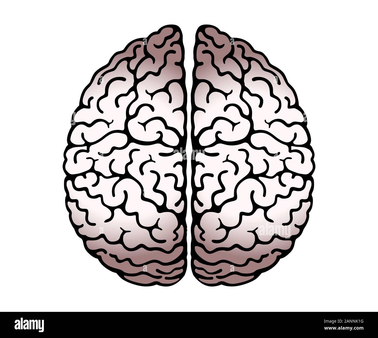 Vector Outline Illustration Of Human Brain On White Background. Cerebral Hemispheres,  Convolutions Of The Mind Brain, Brain's Bends. View From Above, Stock Vector